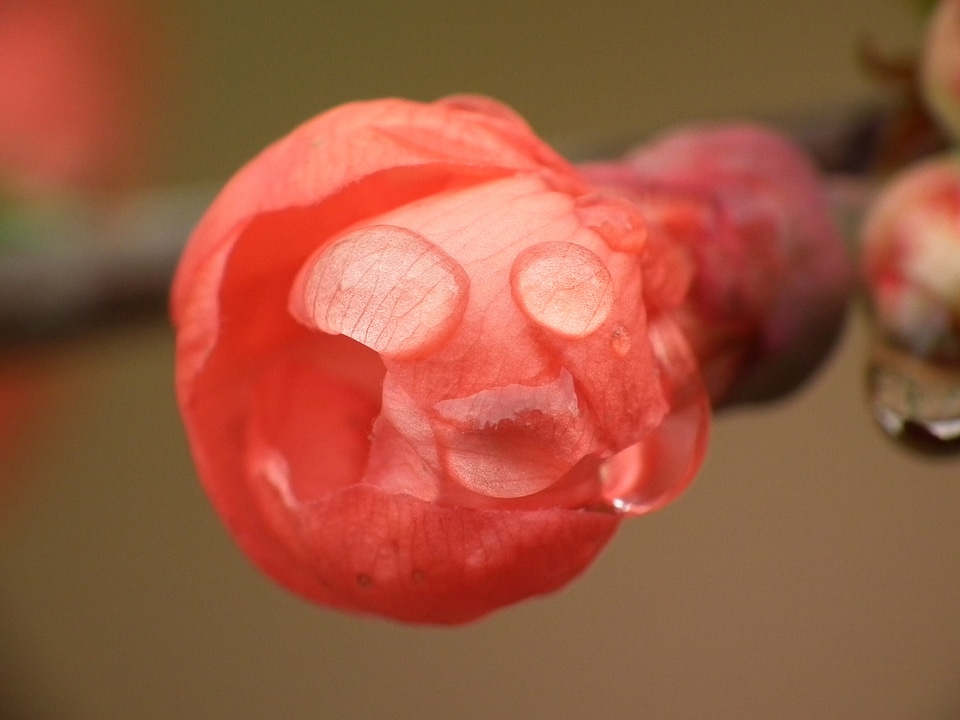 Quince flower raindrop drop of water