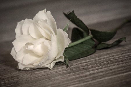 Flower wedding wood