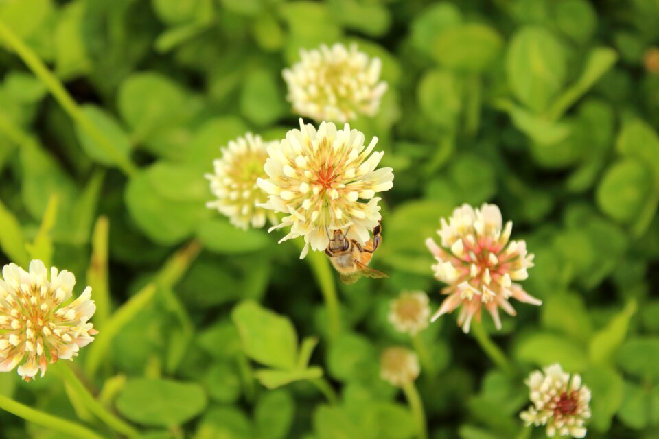 Clover spring vegetation