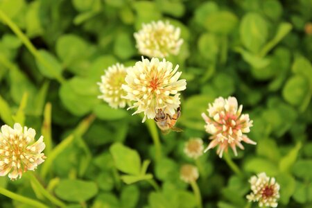 Clover spring vegetation