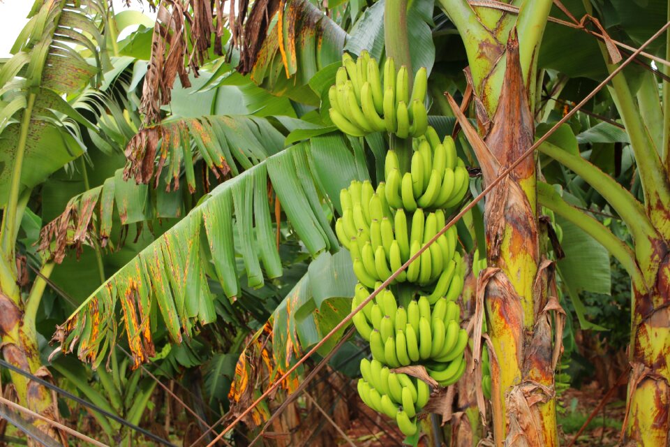 Banana harvest banana tissue culture harvest nãi banana tissue culture