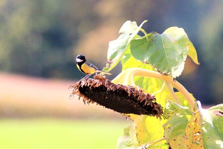 Bird food blossom