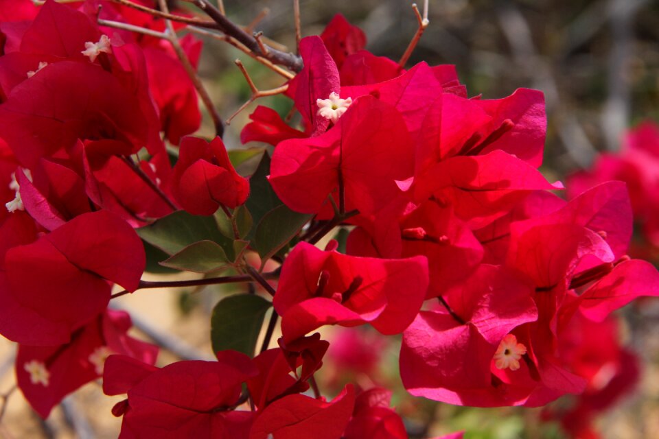 Flowers nature spring