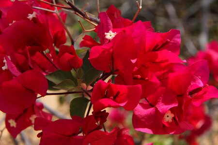 Flowers nature spring