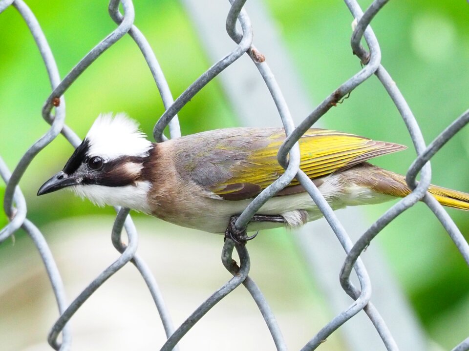 Bird iron mesh taiwan