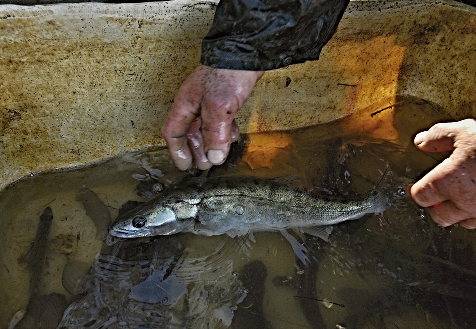 Water hands harvesting
