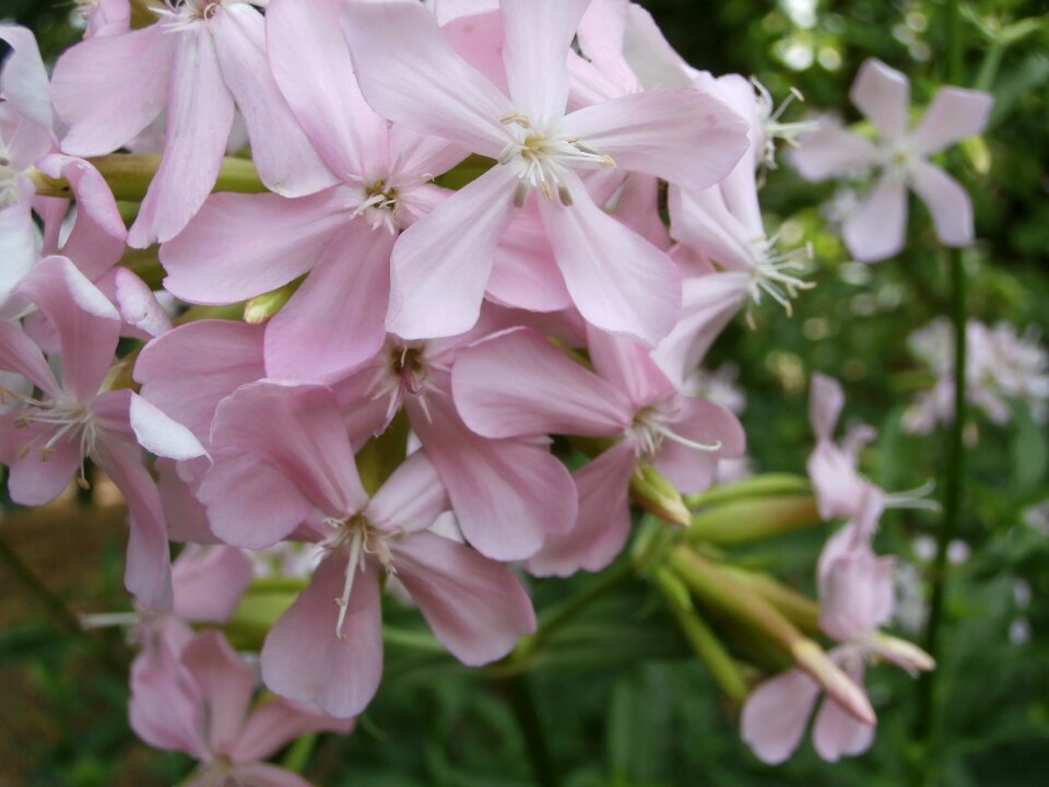 Flower nature color pink pale pink