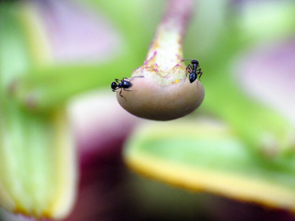 Macro flower wildlife