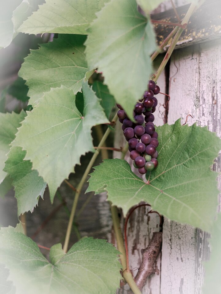 Summer plant