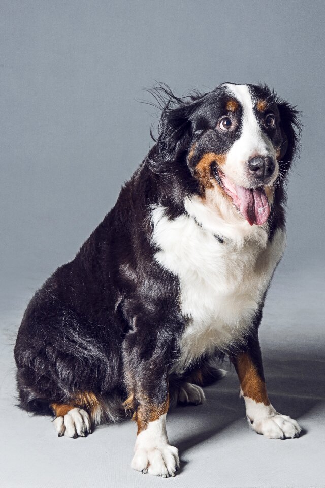 Animal dog bernese mountain dog