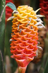 Red colombia exotic photo