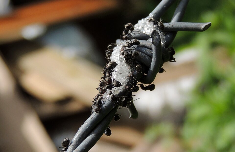 Ants barbed wire is colombia