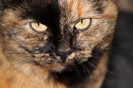 Tortoise shell pattern close up head photo