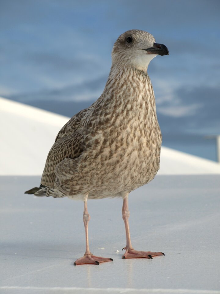Flying gull animal