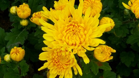 Chrysanthemum yellow flower fall flowers