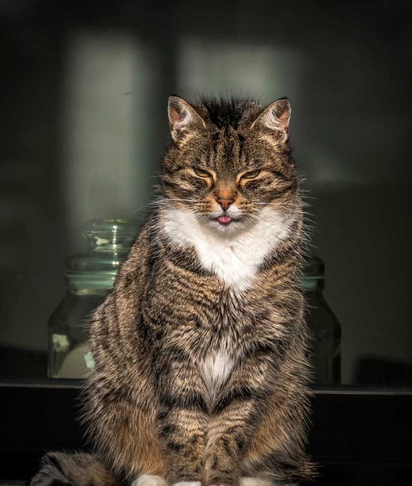 Pet cat at the window