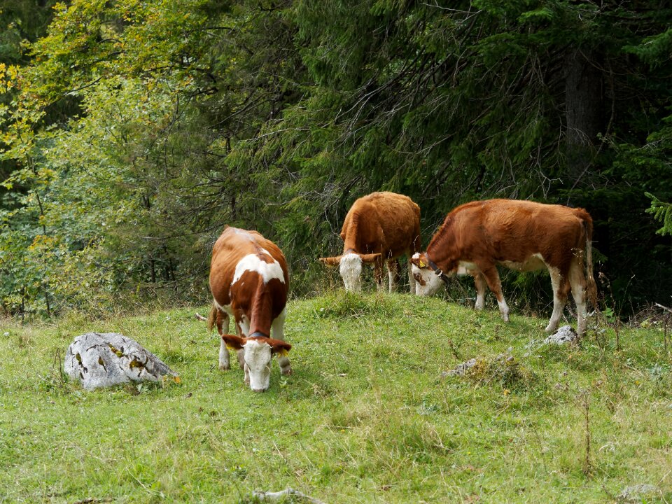 Animal farm ruminant