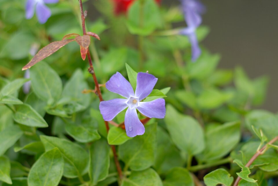 Nature mountain gro