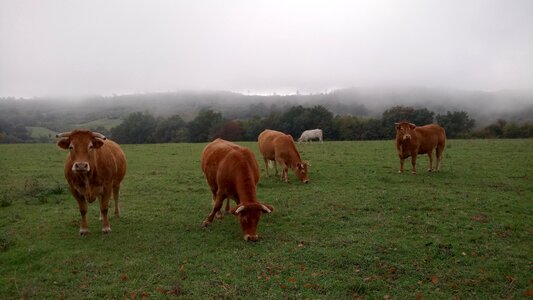 Cattle field agriculture photo