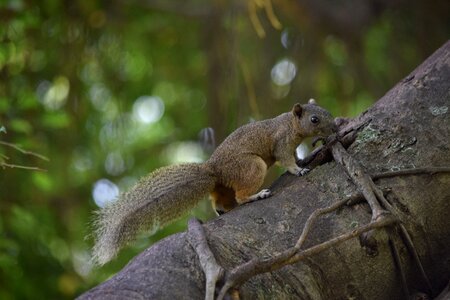 Squirrel brown animal the park