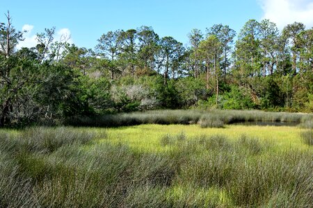 Nature wetland background photo