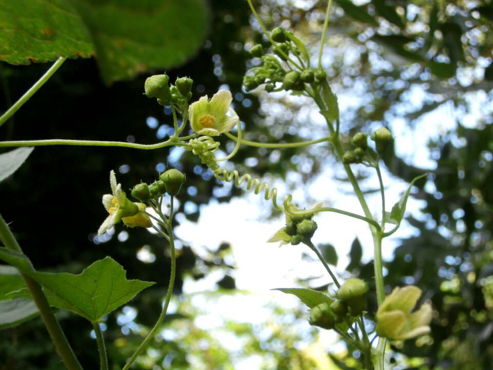 Wild flowers wild plant plants