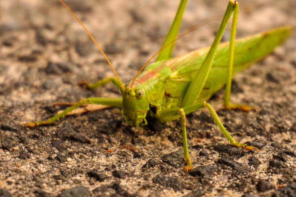 Insect nature small