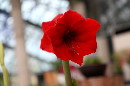 Garden morning glory flowers photo