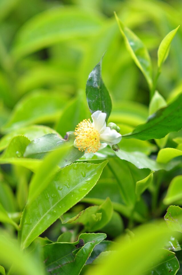 Beverage green tea photo