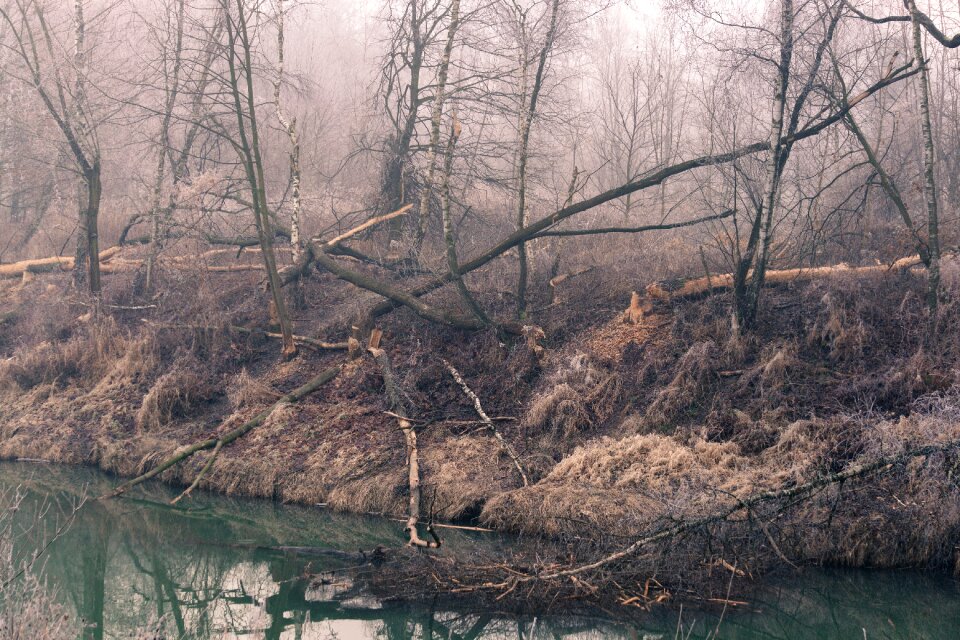 Nature tree broken trees
