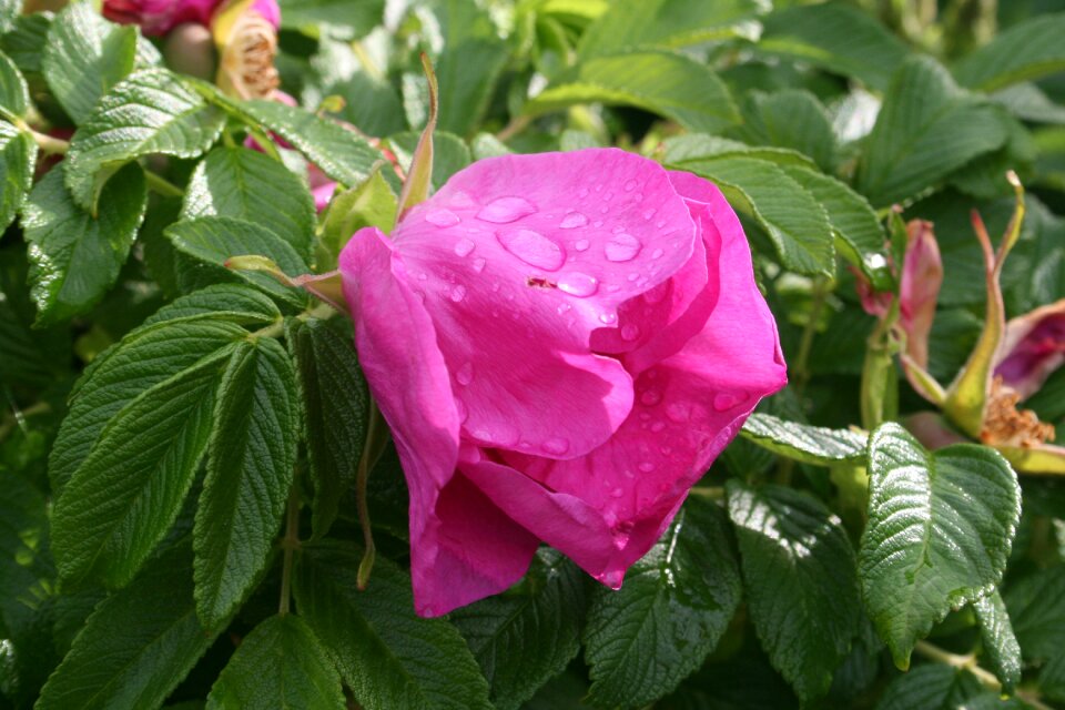 Floral pink fresh