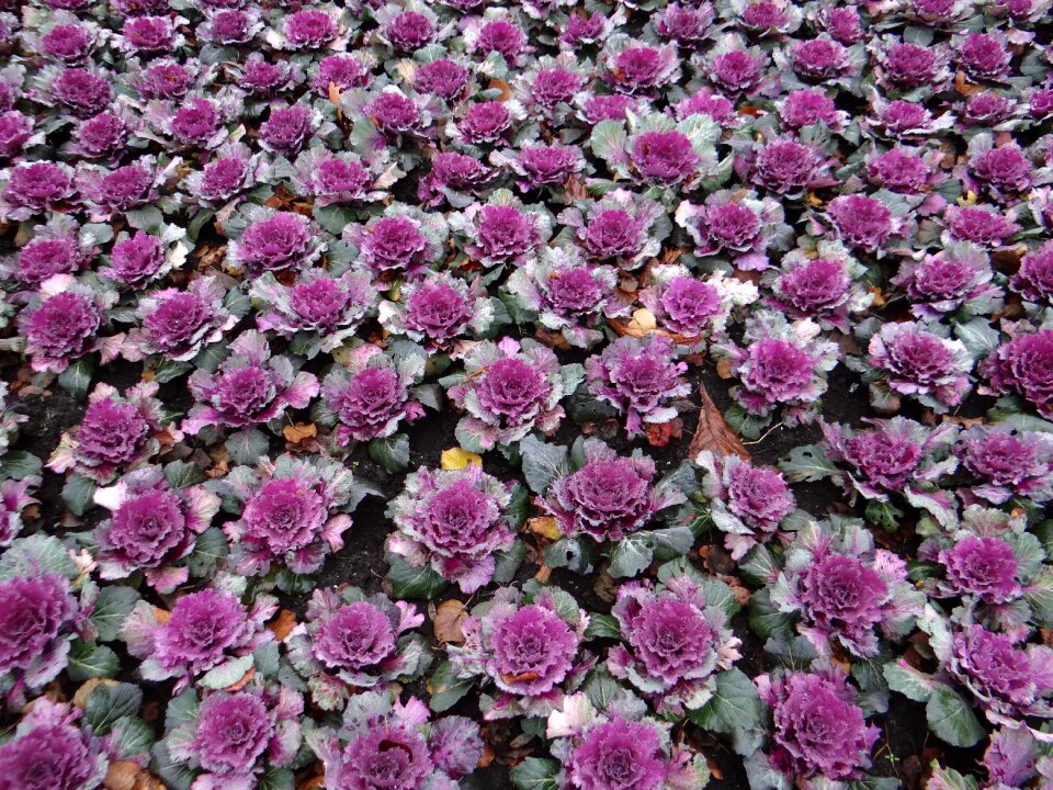 Parterre park garden