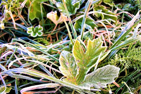 Autumn hard rime ground frost photo