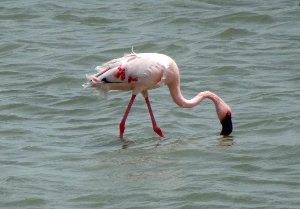 Flamingo avian wildlife
