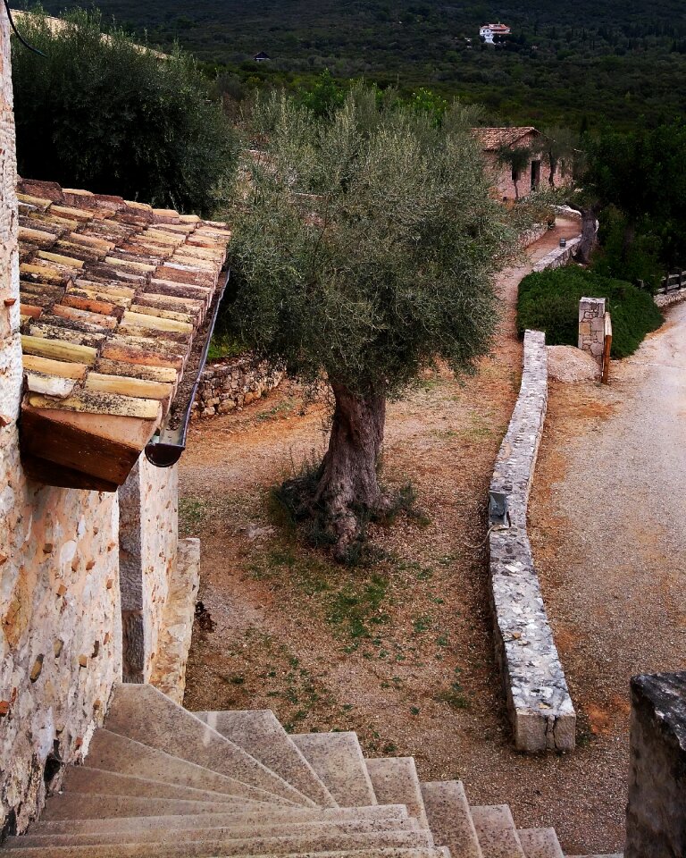 Olive tree late summer old building