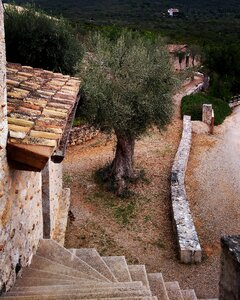 Olive tree late summer old building