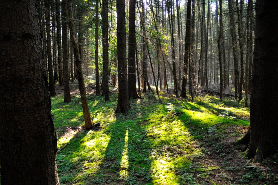 Trees light nature