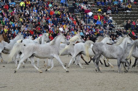 Arabs thoroughbred arabian mane photo