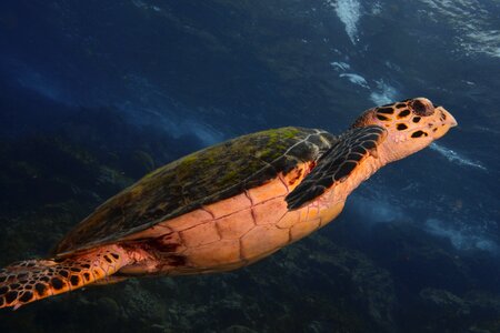 Turtle sea scuba diving photo