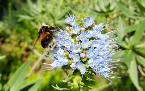 Bee blossom bloom