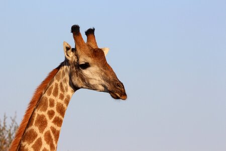 Safari africa
