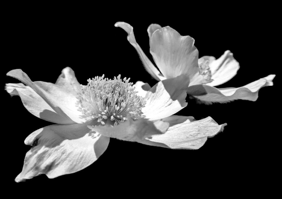 Plants nature petals