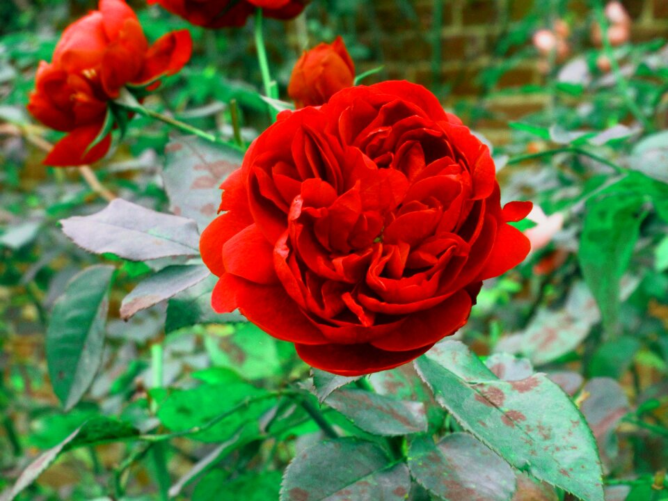 Red rose bloom hampton court