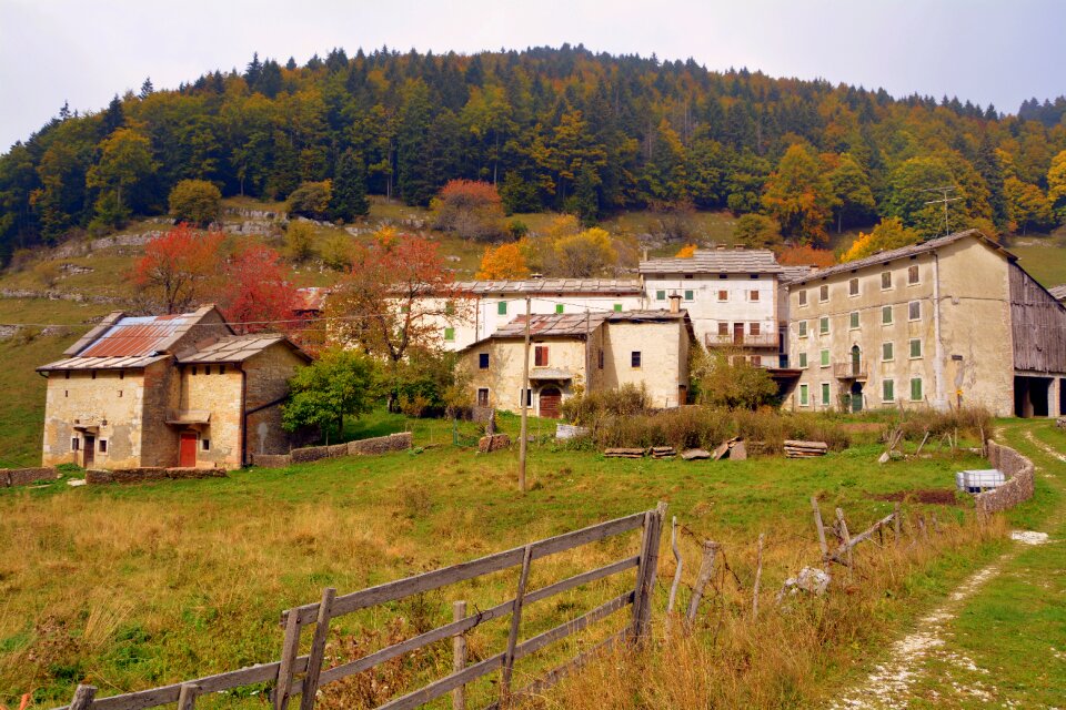 Forest trees houses