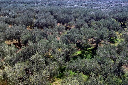 Agriculture olive planting olive garden photo