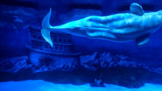 Sea water marine aquarium dalian