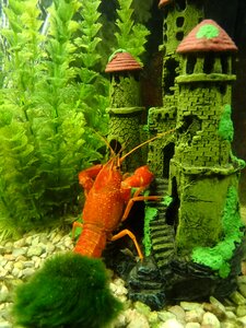 Pincers crayfish river rak red photo