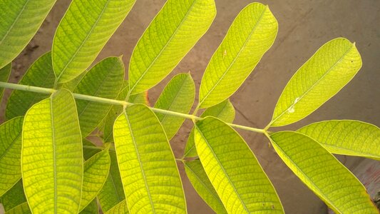 Leaf growth flora