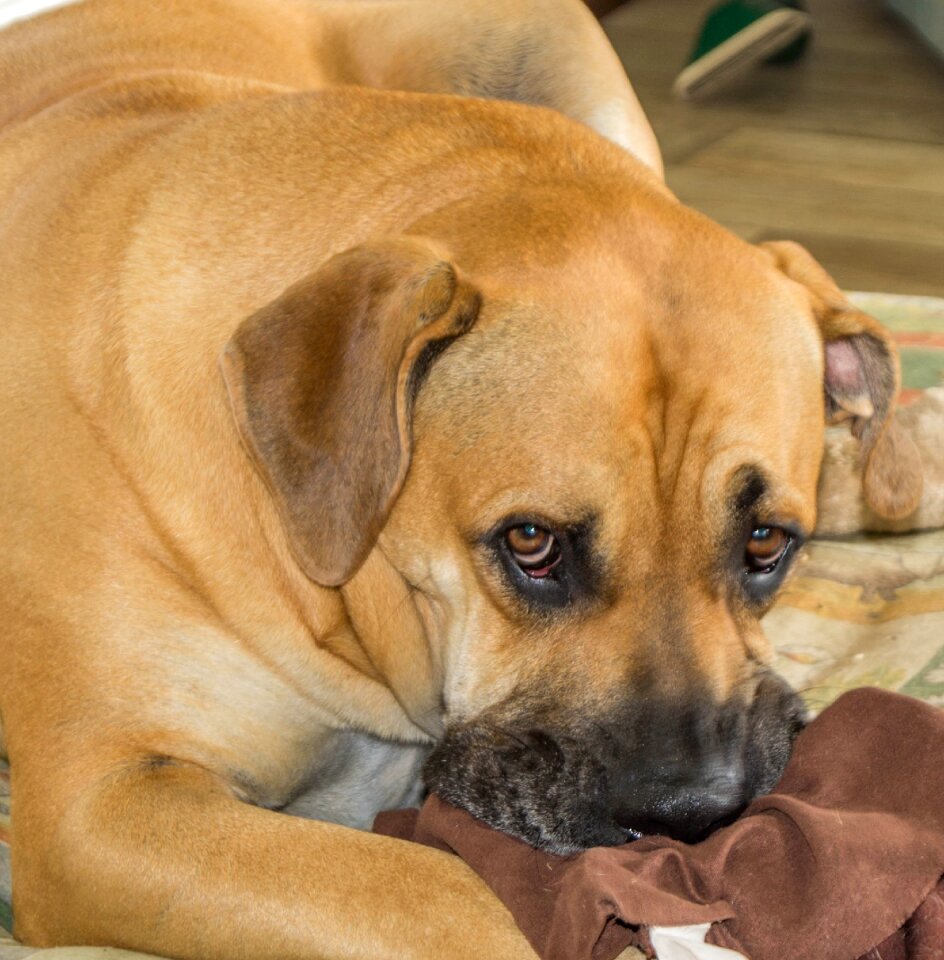 Boerboel dog african farmers dog
