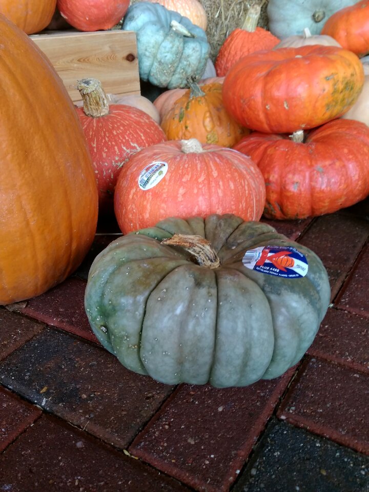 Thanksgiving fall pumpkin